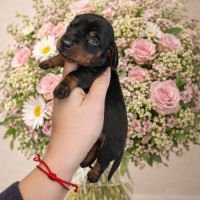 Chiot teckel nain #2