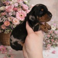 Chiot teckel nain #0