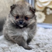 Spitz nain #1