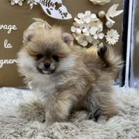 Spitz nain
