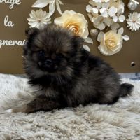 Spitz nain #4