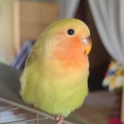 Jeune femelle inseparable eam #0