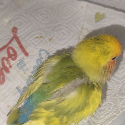 Jeune femelle inseparable eam #3