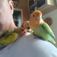 Jeune femelle inseparable eam #1