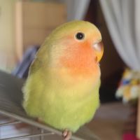 Jeune femelle inseparable eam