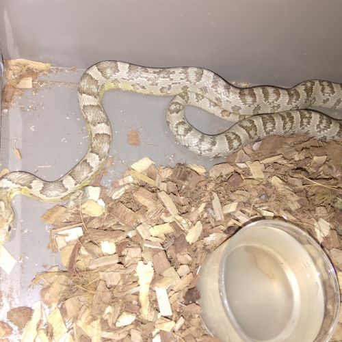 Serpent des blés anciennement elaf guttata #0