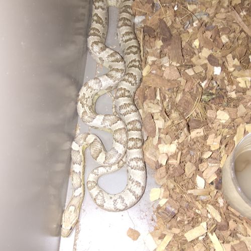 Serpent des blés anciennement elaf guttata #2