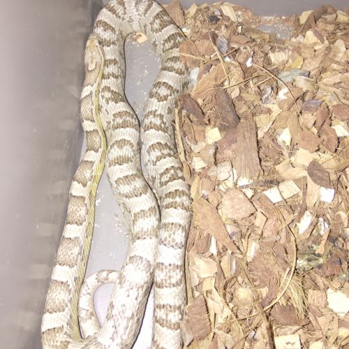 Serpent des blés anciennement elaf guttata #3