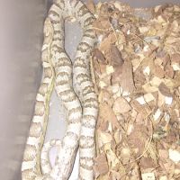 Serpent des blés anciennement elaf guttata #3