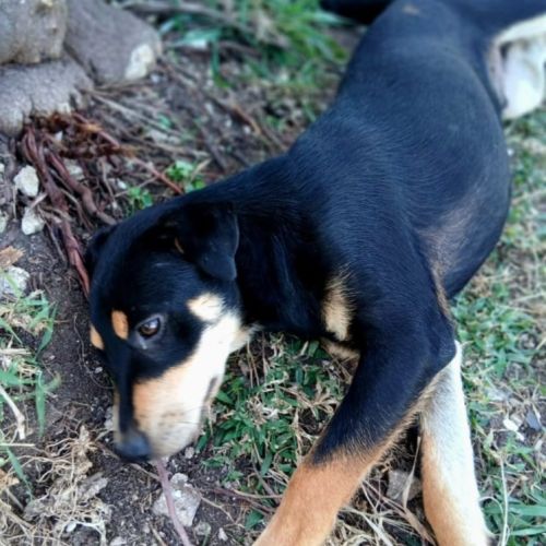 ✨️ taormine ✨️ 🐶 #2