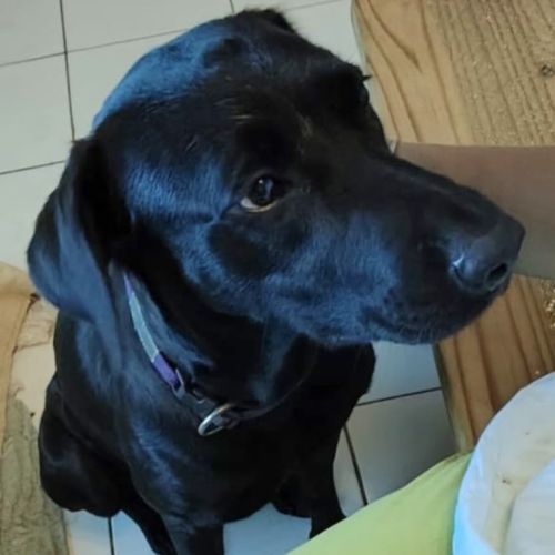 ✨️ taormine ✨️ 🐶 #14