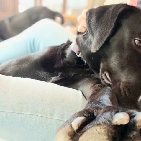 ✨️ taormine ✨️ 🐶 #17