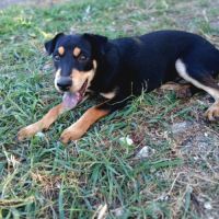 ✨️ taormine ✨️ 🐶 #1