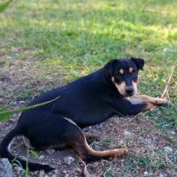 ✨️ taormine ✨️ 🐶 #4