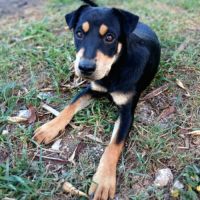 ✨️ taormine ✨️ 🐶 #7