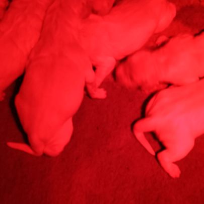 Chiot golden retriever #0