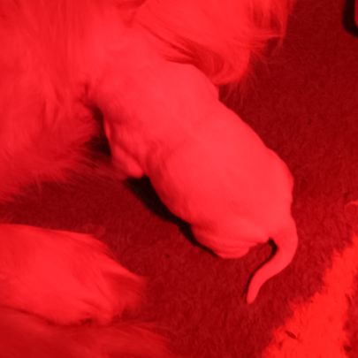 Chiot golden retriever #4