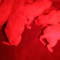 Chiot golden retriever