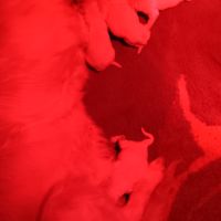 Chiot golden retriever #2