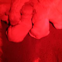 Chiot golden retriever #3