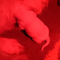 Chiot golden retriever #4