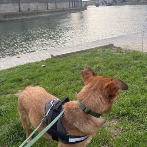 Romny se trouve en famille d'accueil paris 03 #2