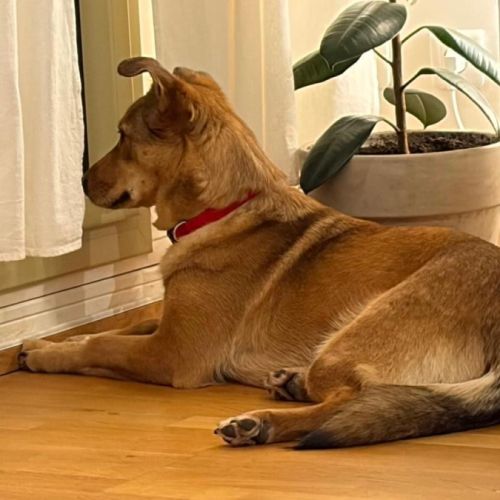 Romny se trouve en famille d'accueil paris 03 #3