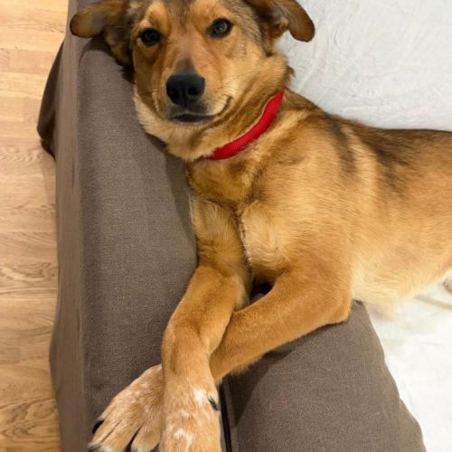 Romny se trouve en famille d'accueil paris 03 #5