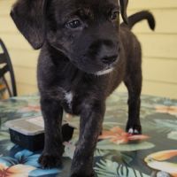 Bria, la boule d'énergie #3