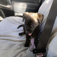 Bria, la boule d'énergie #4