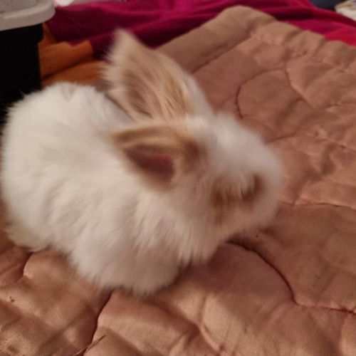 Bébé croisé lapin bélier et angora anglais #1