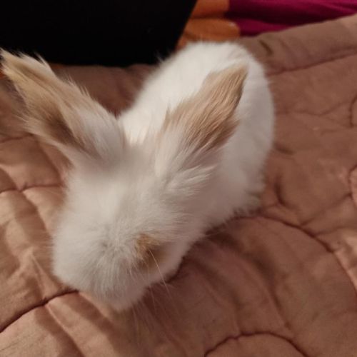 Bébé croisé lapin bélier et angora anglais #2