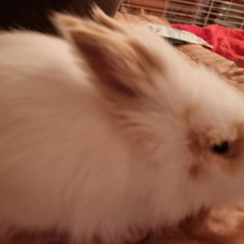 Bébé croisé lapin bélier et angora anglais