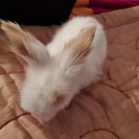 Bébé croisé lapin bélier et angora anglais #2