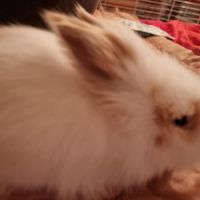 Bébé croisé lapin bélier et angora anglais #0