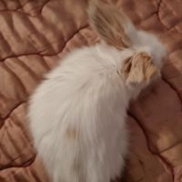Bébé croisé lapin bélier et angora anglais #4