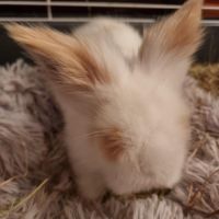 Bébé croisé lapin bélier et angora anglais #5