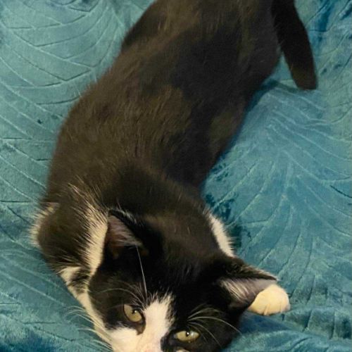 Tomy attend son foyer pour la vie #2