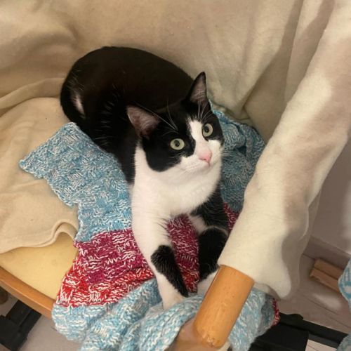 Tomy attend son foyer pour la vie #4