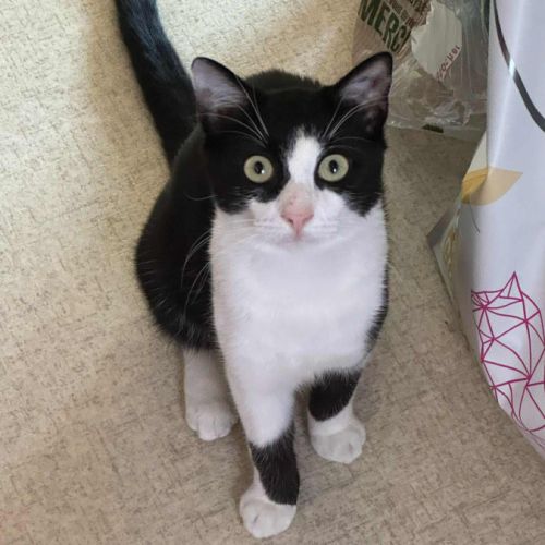 Tomy attend son foyer pour la vie