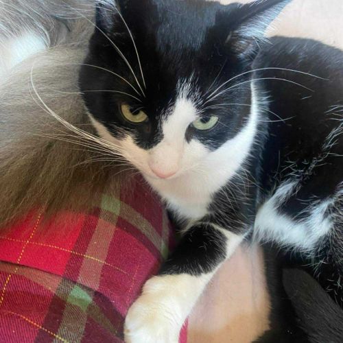 Tomy attend son foyer pour la vie #6