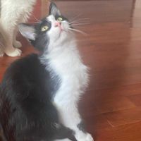 Tomy attend son foyer pour la vie #1