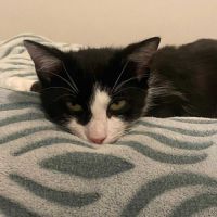 Tomy attend son foyer pour la vie #3