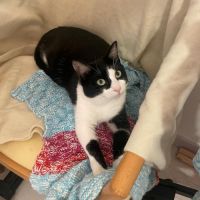 Tomy attend son foyer pour la vie #4