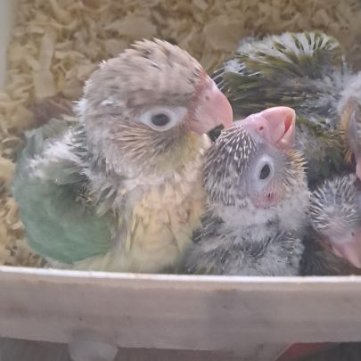 Conure molinae pour eam #1