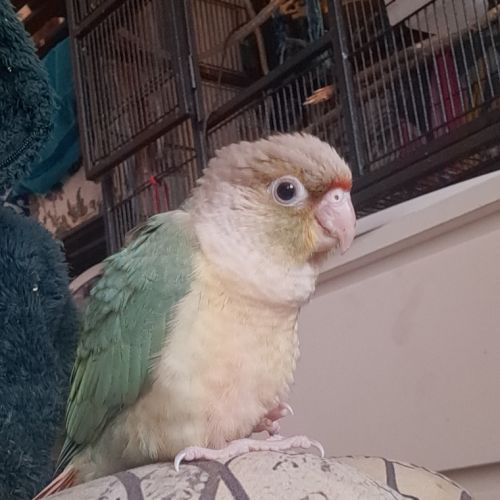 Conure molinae pour eam #3