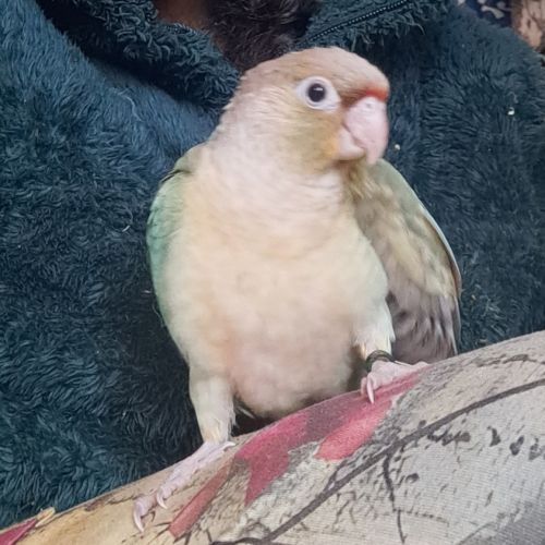 Conure molinae pour eam #4