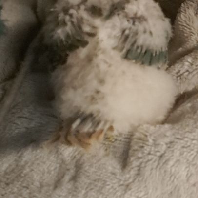 Conure molinae pour eam #6