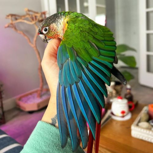 Conure molinae pour eam #6
