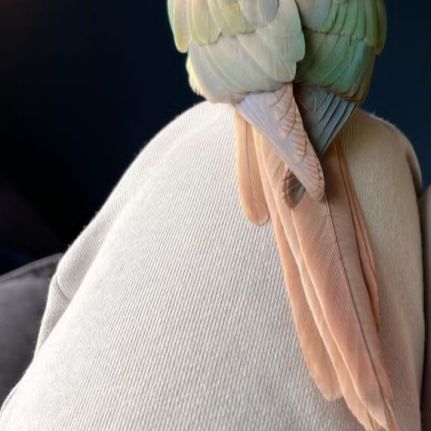 Conure molinae pour eam #9